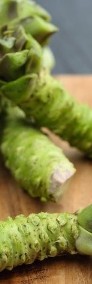 108  X  WASABI PLANTS rhizomes seed sushi japan plant PALETTE-3