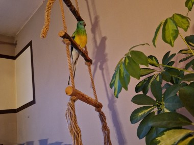 Papużka Świergotka-1