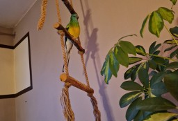Papużka Świergotka