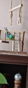 Papużka Świergotka-3