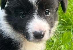 Szczenię Border Collie