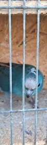 Papugi kozy mordolotki cremino cynamon niebieska-4