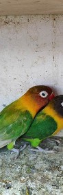 Papugi Nierozłączki czarnogłówki i fischery -3