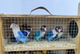 Papugi Nierozłączki czarnogłówki i fischery 