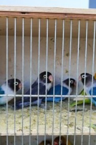 Papugi Nierozłączki czarnogłówki i fischery -2