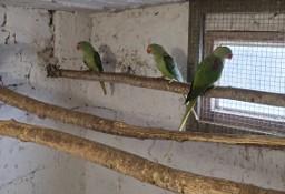 papugi aleksandretty chińskie 