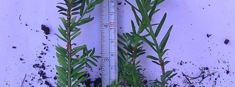 Cis Pośredni "Hicksi" 20 cm 1,40zł/szt. Sadzonka Taxus Bierutów-1