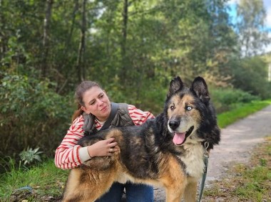 Spokojny psi senior Nanuk o dobrym zdrówku szuka domu na jesień życia :)-1