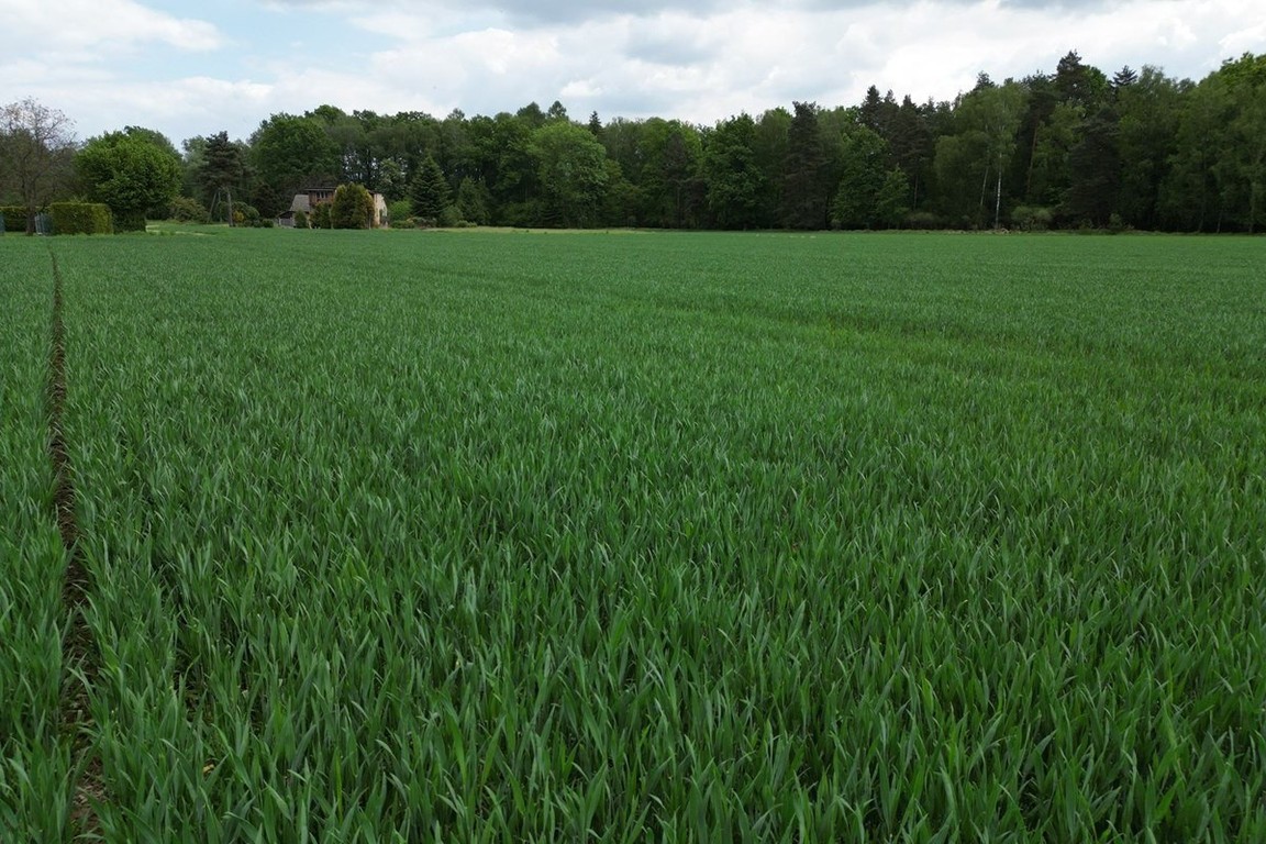 Piękna działka Kiczyce 1000 m² - Widok 4