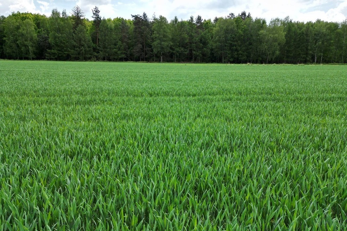 Piękna działka Kiczyce 1000 m² - Widok 5