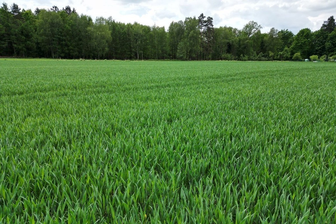 Piękna działka Kiczyce 1000 m² - Widok 6