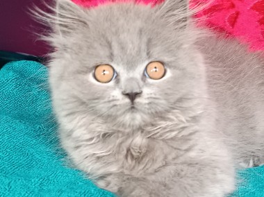Śliczna niebieska długowłosa koteczka  Brytyjskie z rodowodem -1
