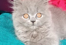 Śliczna niebieska długowłosa koteczka  Brytyjskie z rodowodem 