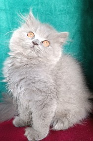 Śliczna niebieska długowłosa koteczka  Brytyjskie z rodowodem -2