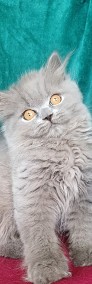 Śliczna niebieska długowłosa koteczka  Brytyjskie z rodowodem -4