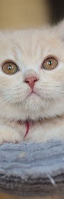 Kot brytyjki kremowy Ultra Love Pasja*PL,  rodowód  FPL/FIFE-3