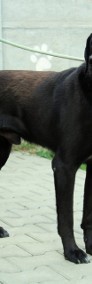 Kruk - czarny, sympatyczny pies-3