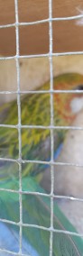 Rozele białolice samczyk samiczka-4