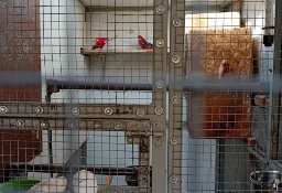 Papugi Białolice