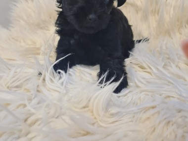 Yorkshire terrier black mini-1