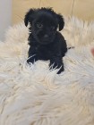 Yorkshire terrier black mini