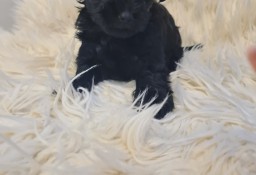 Yorkshire terrier black mini