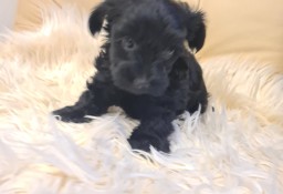 Yorkshire terrier black mini