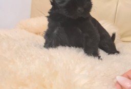 Yorkshire terrier black mini