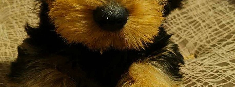 Yorkshire Terrier-1