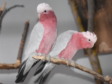 młodziutkie kakadu różowe oswojone ręcznie karmione-1
