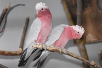 młodziutkie kakadu różowe oswojone ręcznie karmione