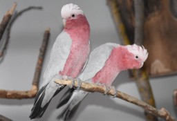 młodziutkie kakadu różowe oswojone ręcznie karmione