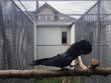 Żałobnica rudosterna ( Calyptorhynchus banksii ) kakadu z 2019 r.-1