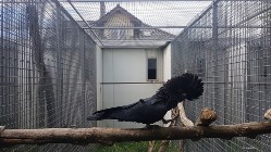 Żałobnica rudosterna ( Calyptorhynchus banksii ) kakadu z 2019 r.