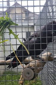 Żałobnica rudosterna ( Calyptorhynchus banksii ) kakadu z 2019 r.-2