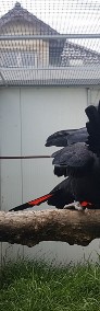 Żałobnica rudosterna ( Calyptorhynchus banksii ) kakadu z 2019 r.-4