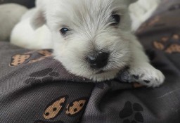 West Highland White Terrier szczeniaki z wyprawką
