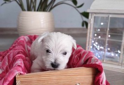 West Highland White Terrier szczeniaki rodowód 
