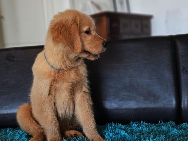 GOLDEN RETRIEVER-typ amerykański, linia amerykańska,  złote i ciemnozłote ZKwP-1