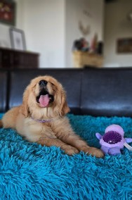 GOLDEN RETRIEVER-typ amerykański, linia amerykańska,  złote i ciemnozłote ZKwP-2