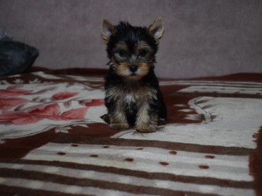 Yorkshire Terrier - Śliczna suczka - Yorka - Szczeniaczek York -1