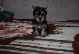 Yorkshire Terrier - Śliczna suczka - Yorka - Szczeniaczek York 