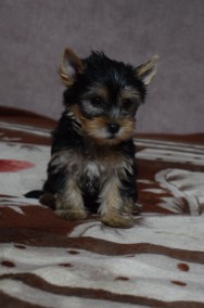 Yorkshire Terrier - Śliczna suczka - Yorka - Szczeniaczek York -2