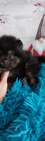 Szpic Miniaturowy/Pomeranian piesek Black&Tan Paszport!!!-3