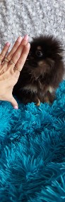 Szpic Miniaturowy/Pomeranian piesek Black&Tan Paszport!!!-4