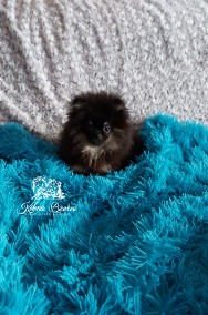 Szpic Miniaturowy/Pomeranian piesek Black&Tan Paszport!!!-2