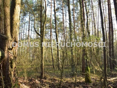Wyjątkowa działka leśna w Inowłodzu-1