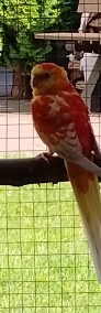 Papugi świergotki -3