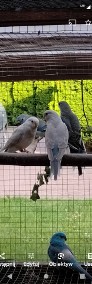 Papugi świergotki -4