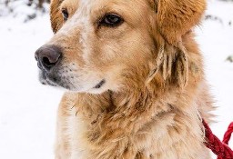 IVO - piękny psiak w typie goldena szuka domu